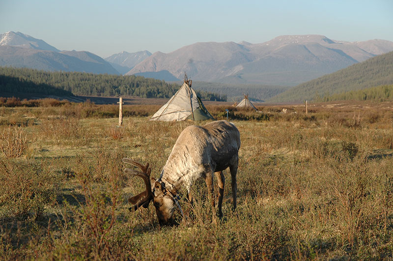 BioRegions visits the East Taiga Reindeer Herder group