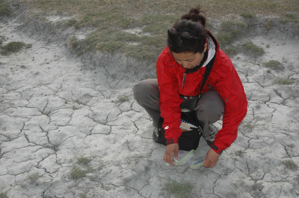 Dr. Natsuko Hamamura collecting hujir
